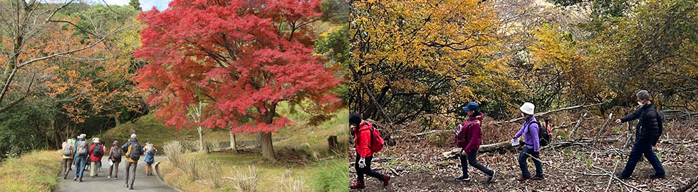 令和5年度「森林ウォーク」。紅葉と参加者、森林内の歩道を歩く参加者