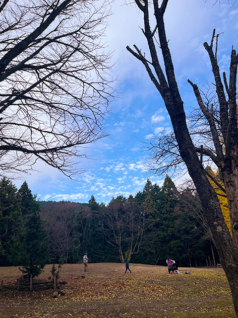 赤と黄色の落ち葉で覆われた広場と、昼食後のひとときを楽しむ参加者たち。空は晴天。葉を落とした木々が両脇のそびえる