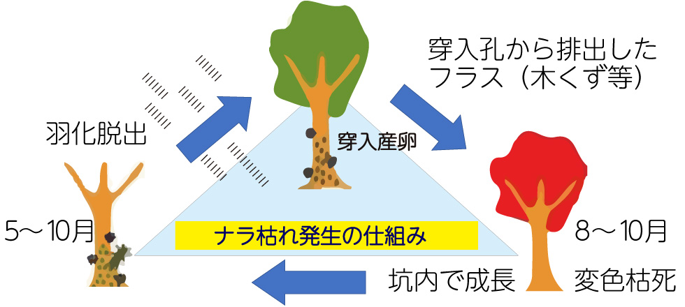 カシノナガキクイムシの生活環の図