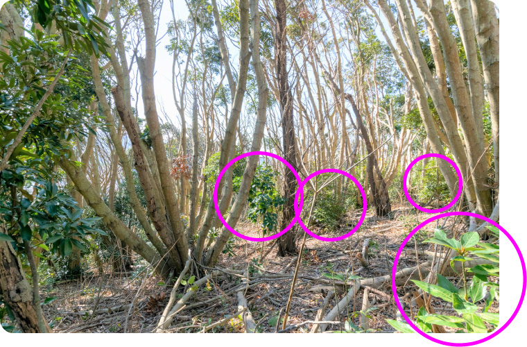 三浦半島のマテバシイ林の写真。膝下くらいの高さの稚樹が成長している。