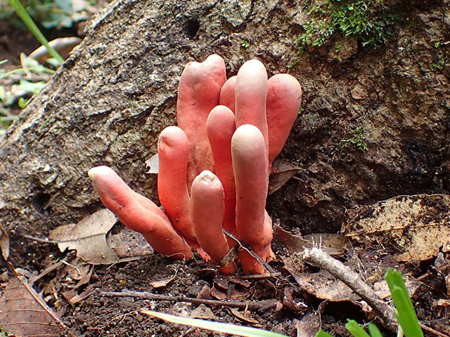 カエンタケの写真。朱色の棒状のキノコ。