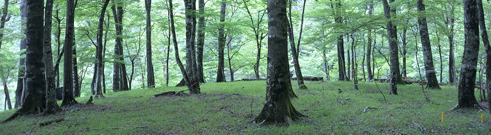 神奈川県内のブナ林内