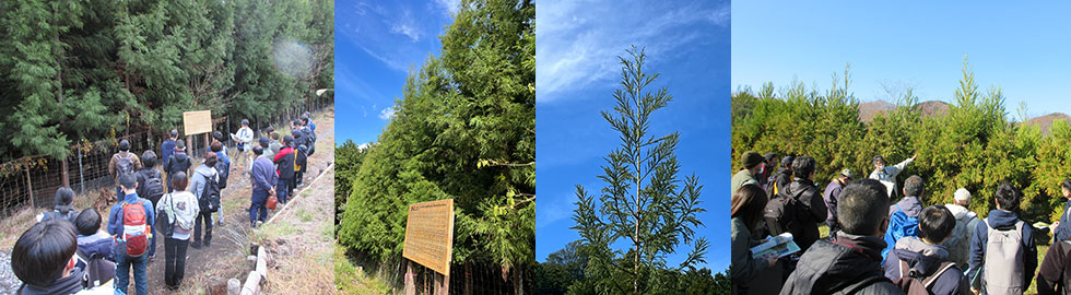 花粉の発生を抑えたスギの成木（写真2種）