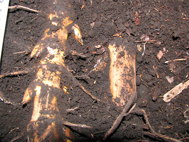 竹林で作業するヘルメットを着用した男性