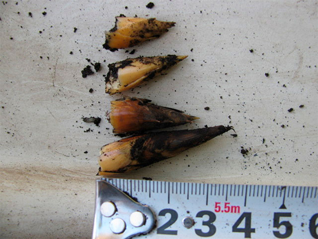 筍が倒れた様子