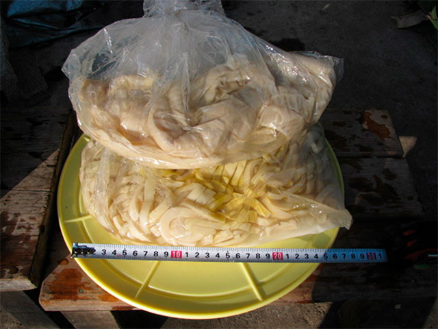 ８ヶ月経過後の塩漬けメンマ状況
