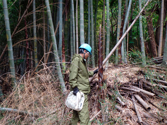 竹林で作業するヘルメットを着用した男性