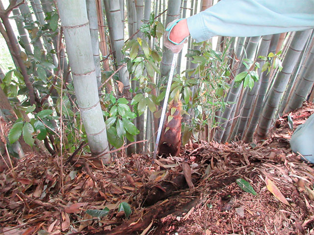 筍が倒れた様子