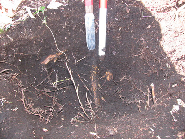 地面に穴を掘った様子