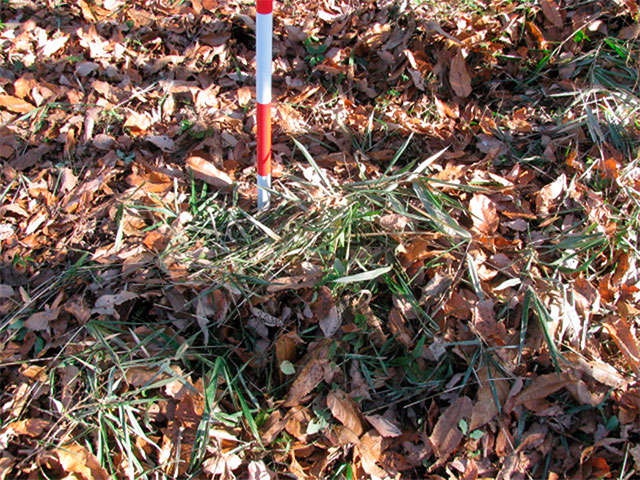 細い再生竹を除去した様子