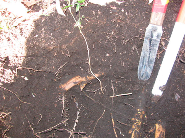 竹林で作業するヘルメットを着用した男性