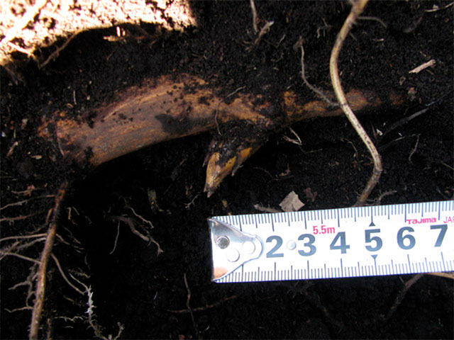 筍が倒れた様子