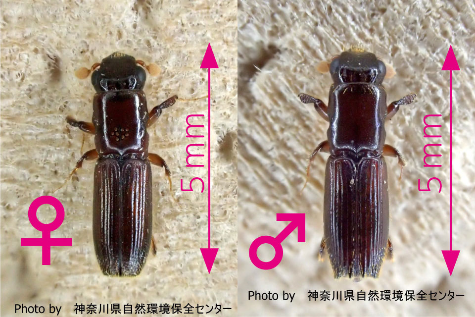 カシノナガキクイムシ成虫)の写真、長さ5mm前後