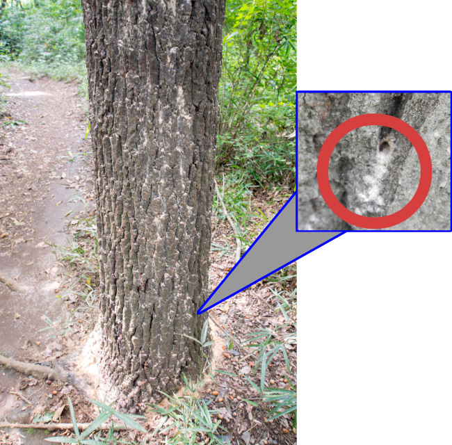 虫が入った穴から排出したブラス(木くず等)の写真