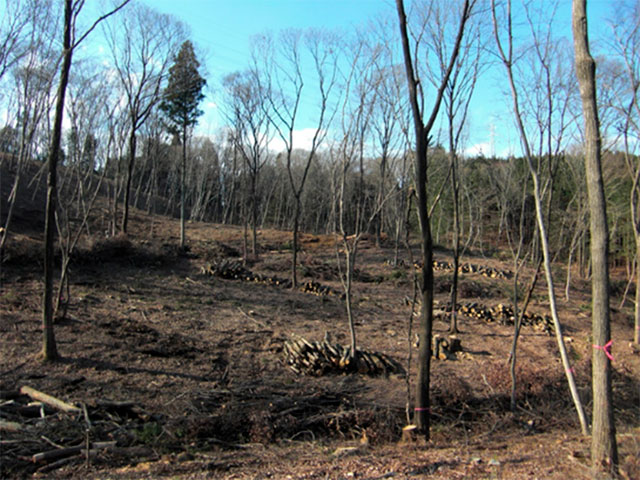 伐採直後の、細い木が少し残った状態の土地