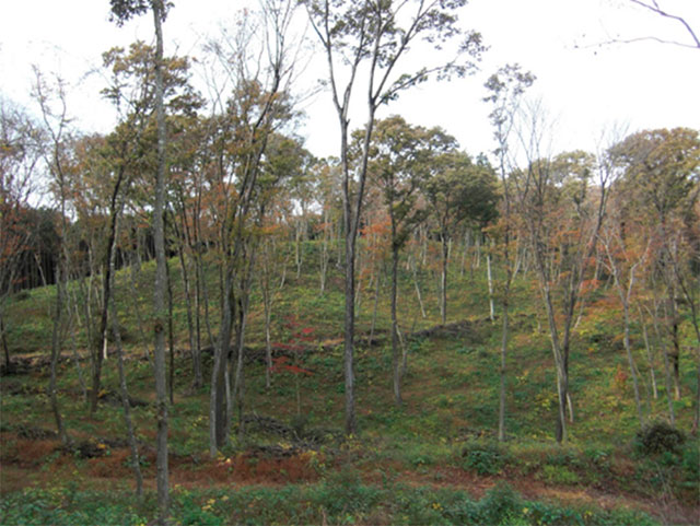 伐採後1年、若木が育ち始めている