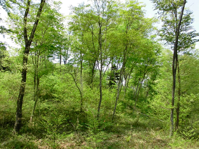 伐採後６年、樹木が育ち、林が回復している