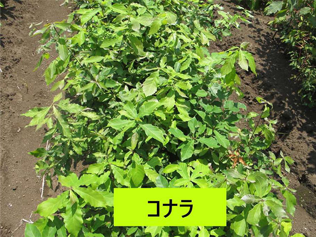 コナラの苗木
