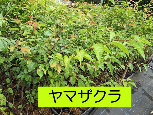 ヤマザクラの苗木