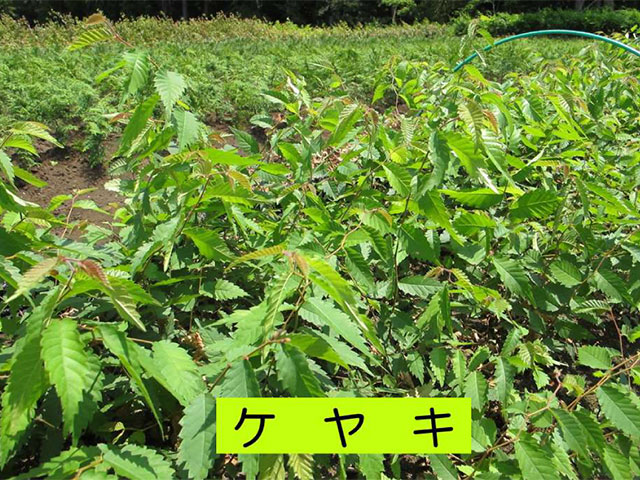 ケヤキの苗木