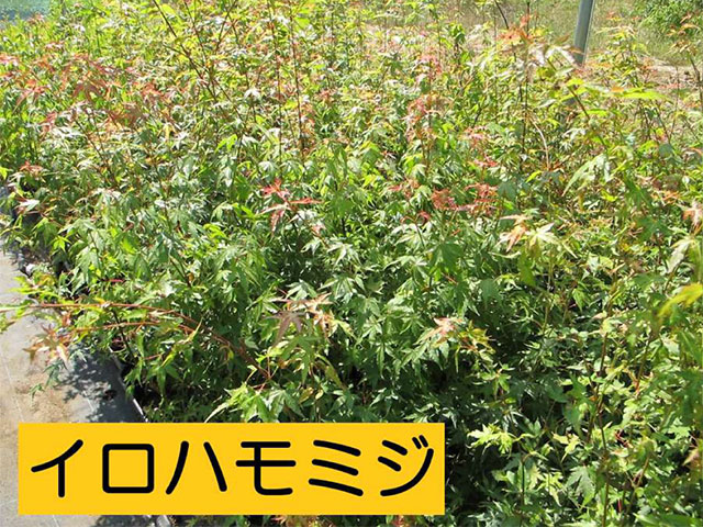 イロハモミジの苗木