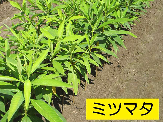 ミツマタの苗木