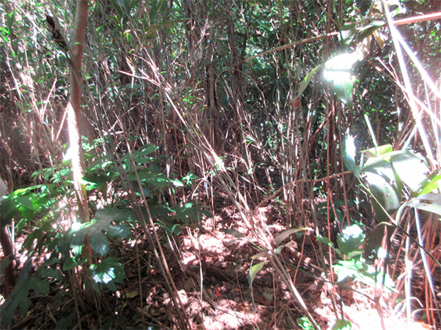 放置された里山の現状写真