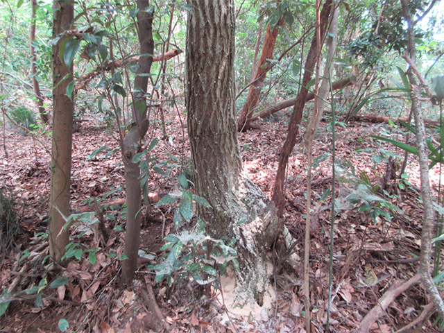 放置された里山の現状写真