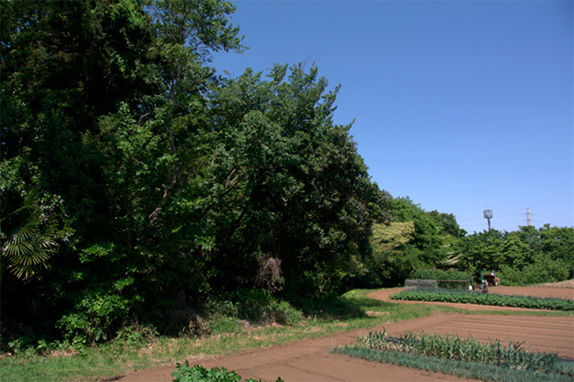 畑に日陰を作る大樹の森