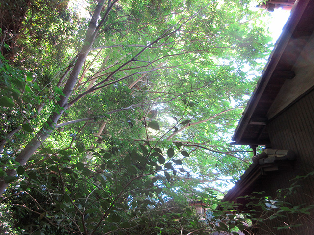 住宅地に覆い被さる樹木