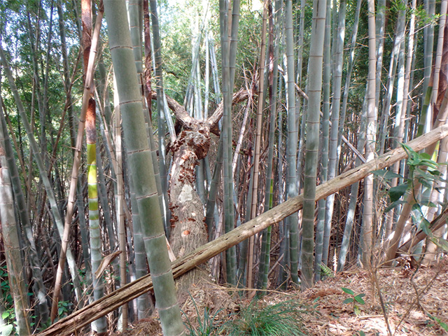 荒れた竹林