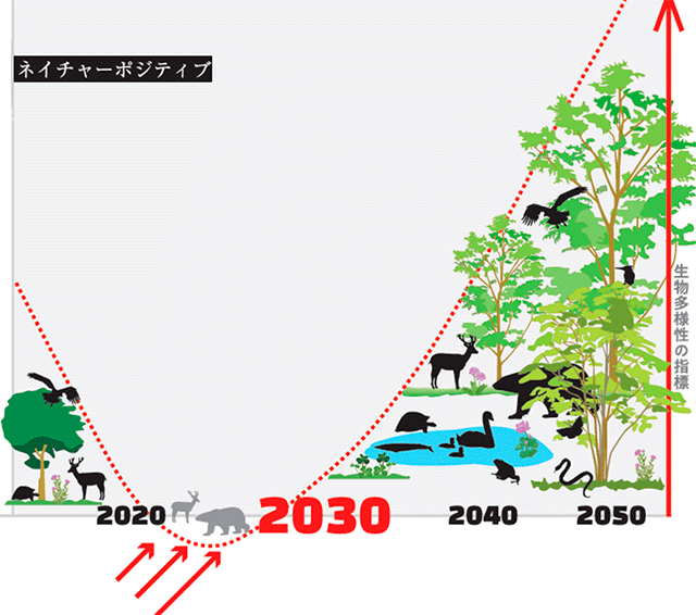 ネイチャーポジティブ概念図（２０３０年前後を底に、生物多様性の指標が向上するイメージを描いている）