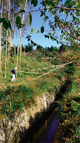 森林管理、竹を伐っている男性