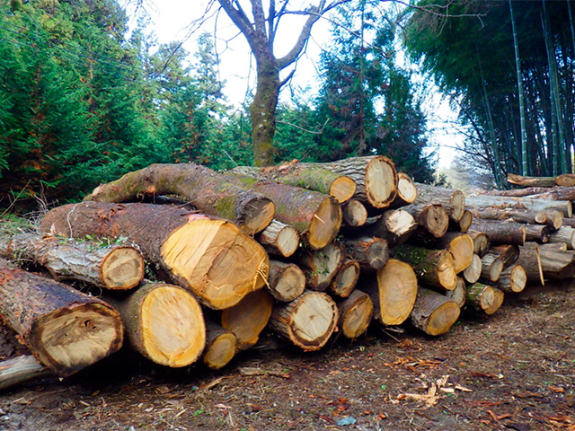 伐採されて積み上げられた丸太