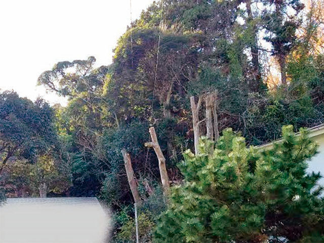 剪定された里山の写真