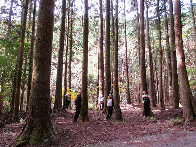針葉樹林で木の幹に背中を当てて立つ参加者たち。1本に木に1人ずつ