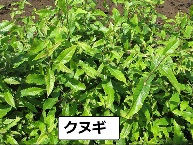 クヌギの苗木